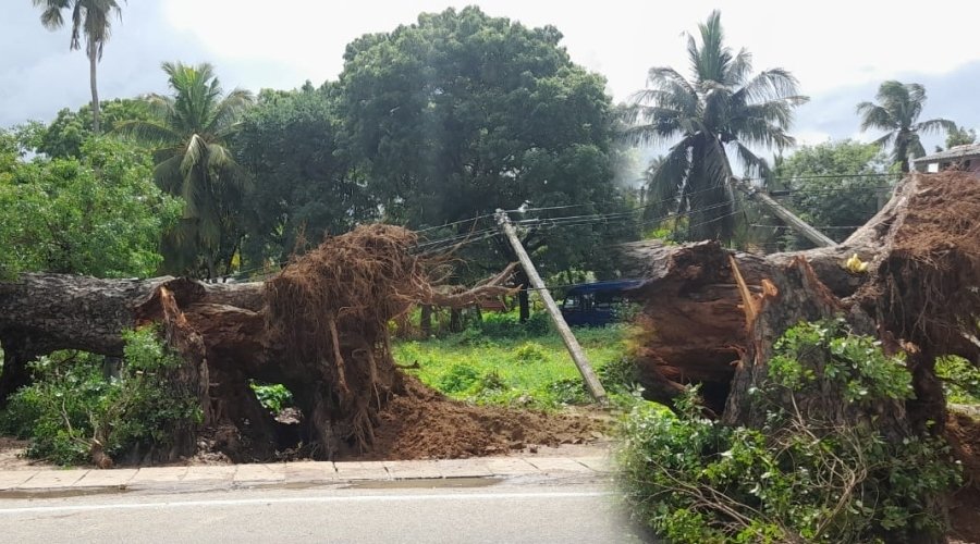 யாழ். நகரத்தில் விழுந்த பழமையான மரம்